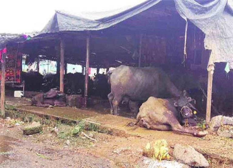 मुंबई से तबेलों को तड़ीपार करेगी सरकार…मनपा ने दिया नोटिस