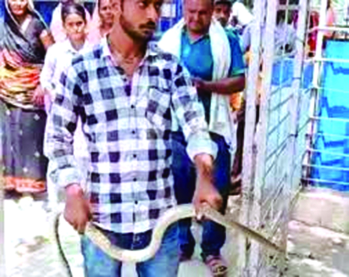 सांप को लेकर हॉस्पिटल पहुंचा शख्स…डॉक्टर से कहा- इसी ने मुझे काटा है